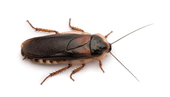 Cockroach legs discount