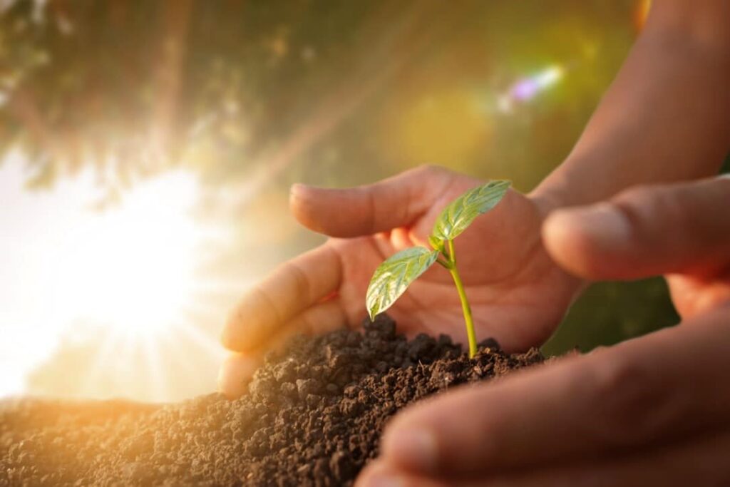 A person's hands holding a small plant